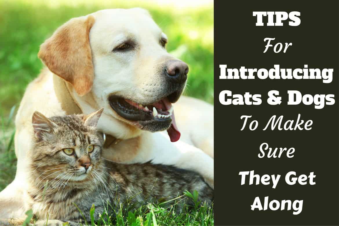 Dog & Cat Relationships  How to Get a Cat & Dog to Get Along