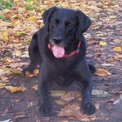 american black labrador