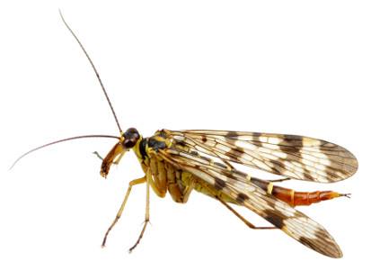 Mosquito isolated on white background