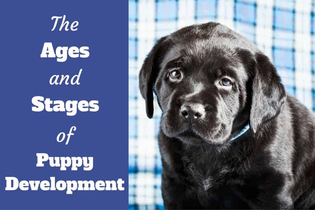 Black Lab Puppy Weight Chart