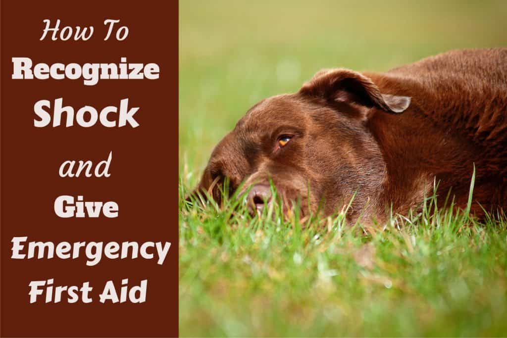 How Often Can You Give Your Dog Advil How Often Can You Give Your Dog Advil