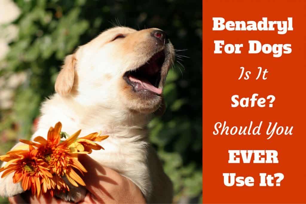 can you use benadryl gel on dogs