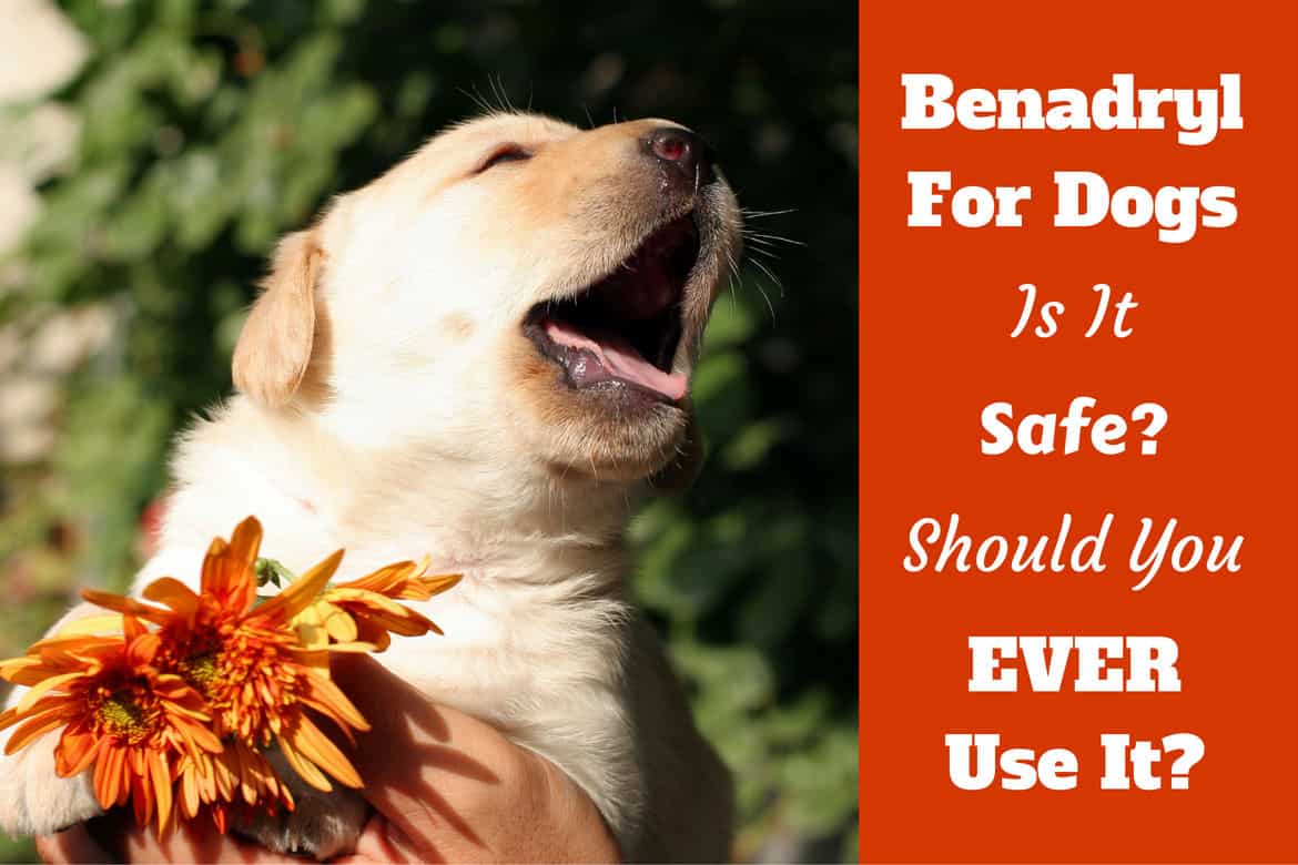 Canine Benadryl Dosage Chart