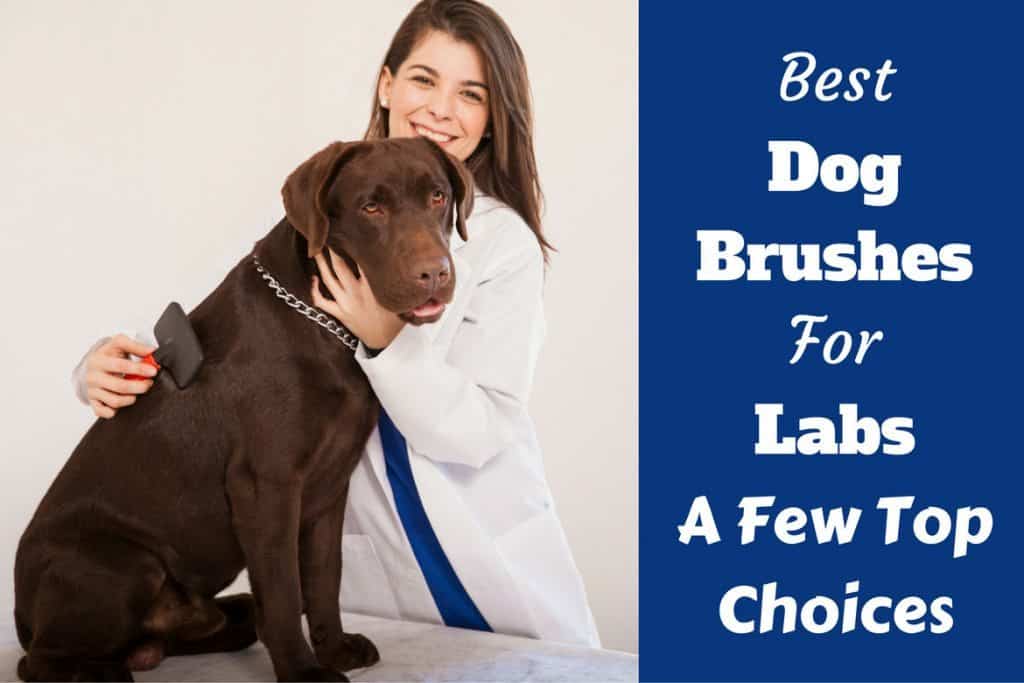 best wire pin brush for dogs