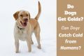 do dogs get colds benadryl for dogs can you give it is it safe what dosage do dogs get colds benadryl for dogs can you give it is it safe what dosage