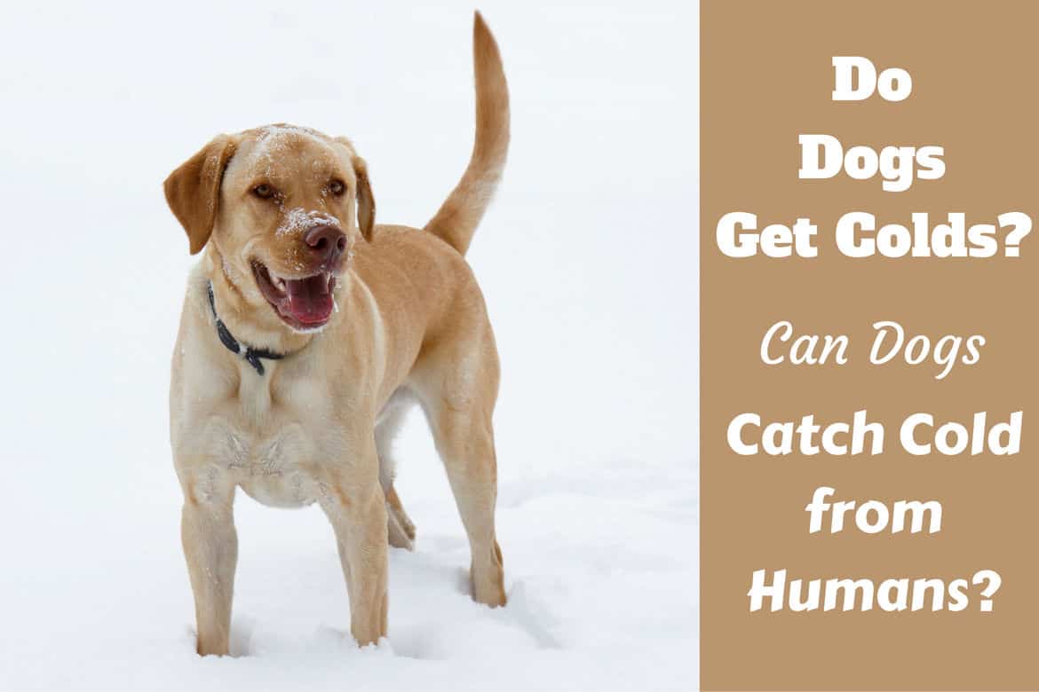 dogs catch colds