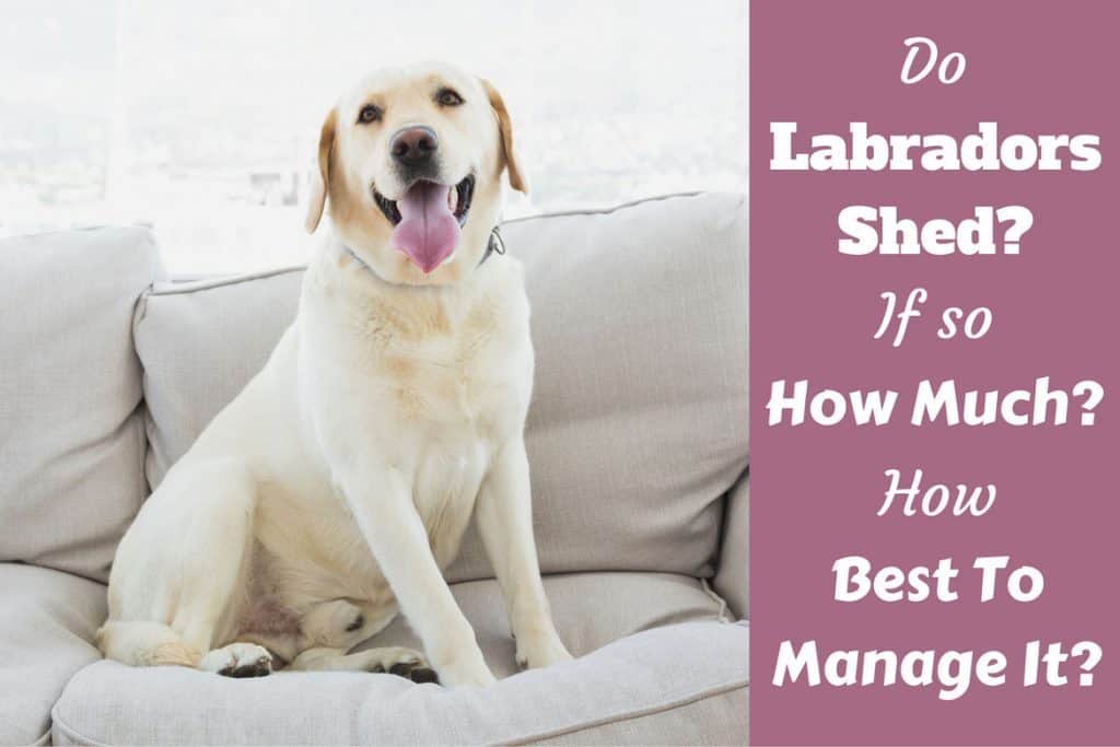 low shedding labrador