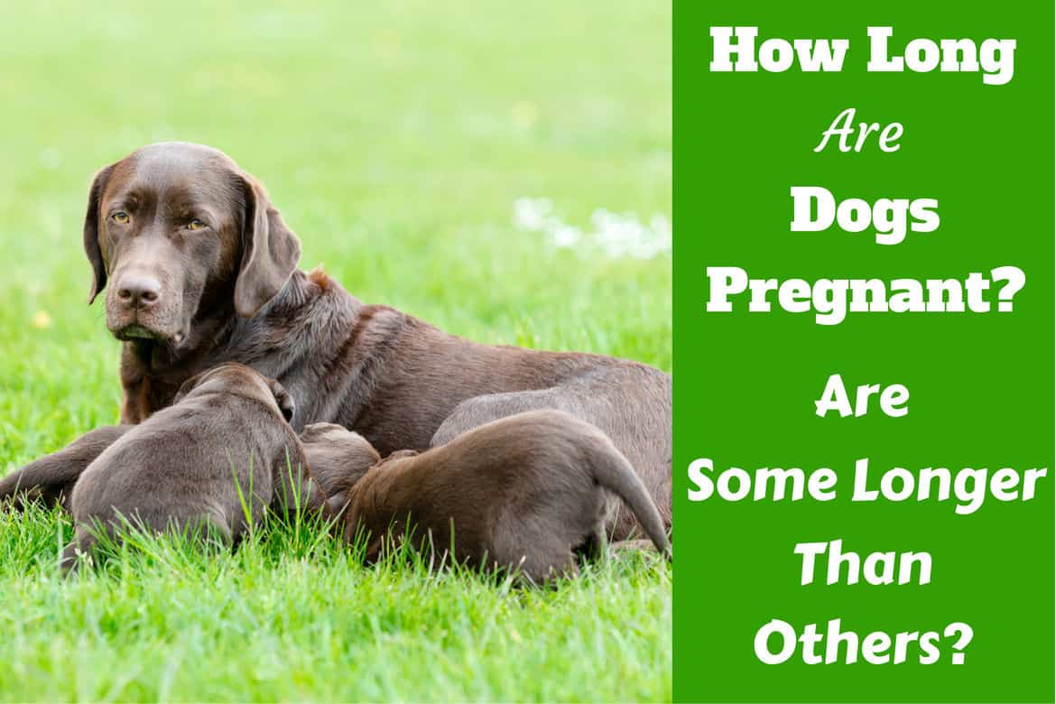 How Long Are Dogs Pregnant What S The Canine Gestation Period,Behr Paint Colors Home Depot