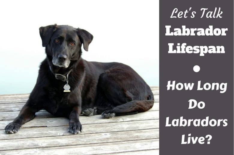 Labrador Breed Information Facts Figures Trivia