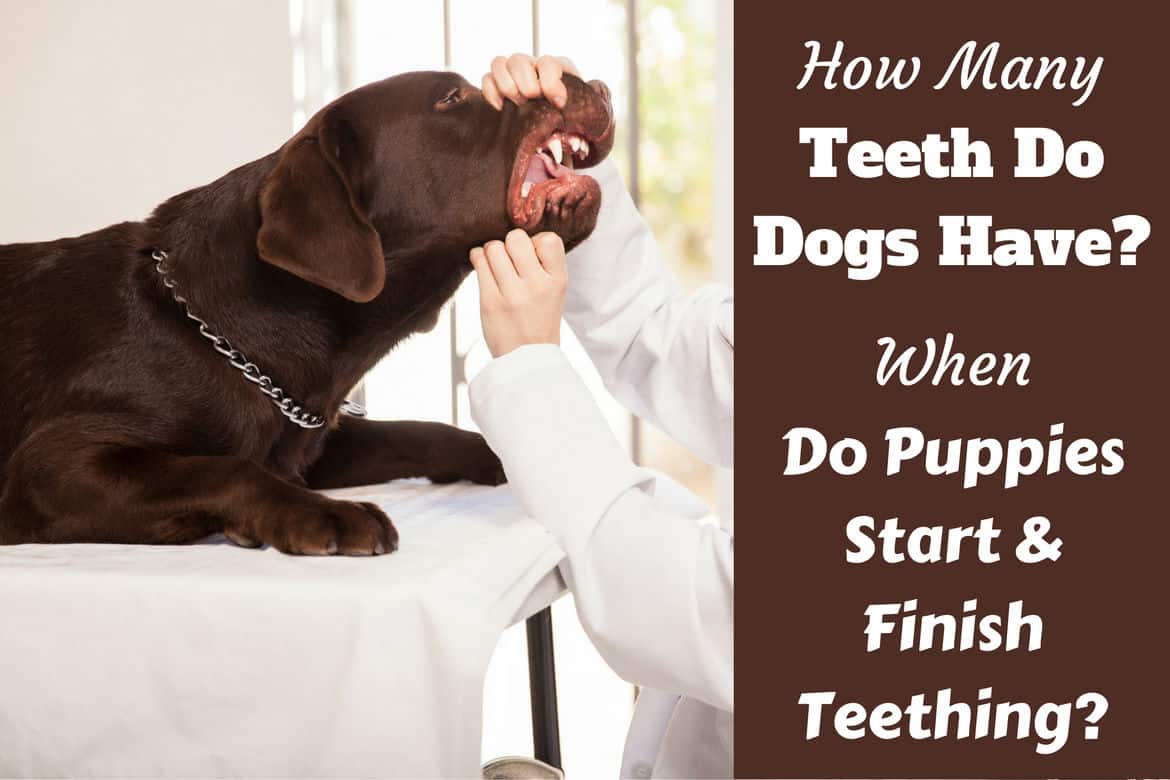 what to do if a dog loses a tooth