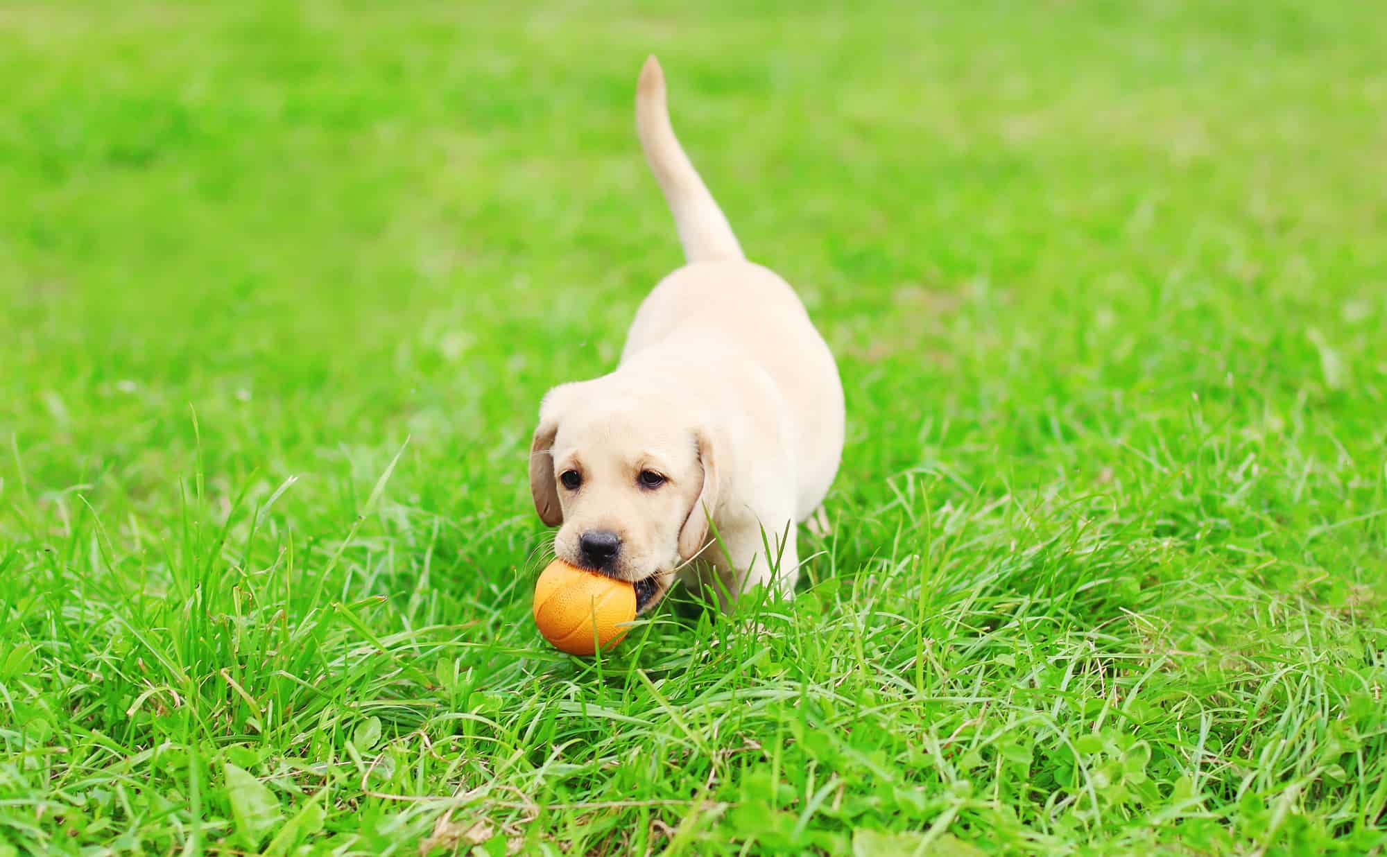 59 Best Images Puppy Play And Stay / Puppy play stock photo. Image of garden, active, animal ...