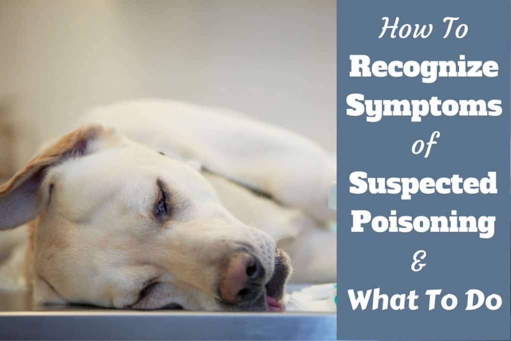 Dog Poisoning Symptoms How to Tell If Your Dog Has Been Poisoned [2021 ]