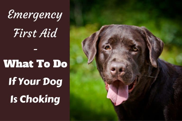 What To Do If Your Dog is Choking How to Help in an Emergency