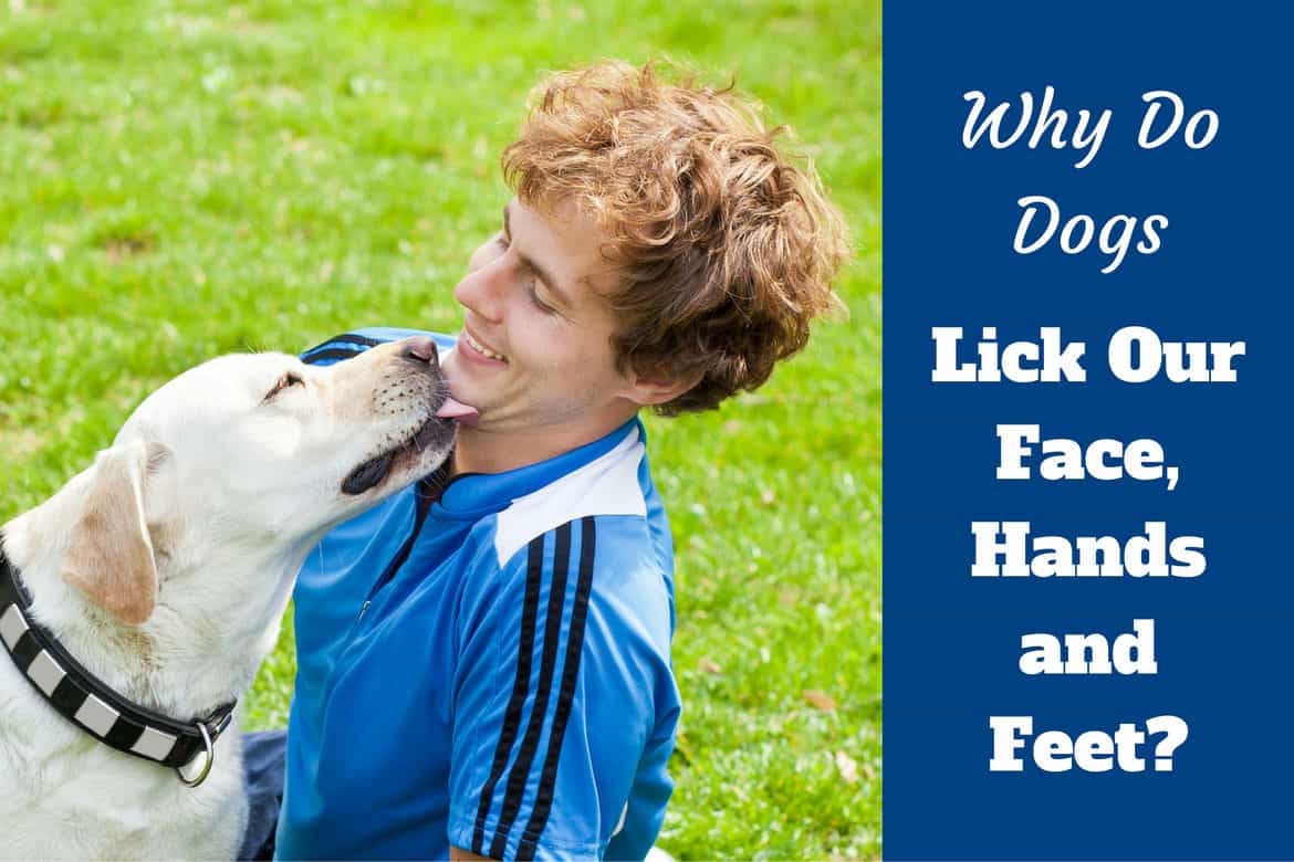 what does it mean when your dog licks your face