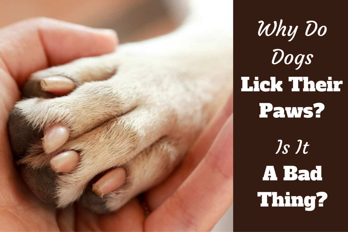 why do dogs lick your feet all the time