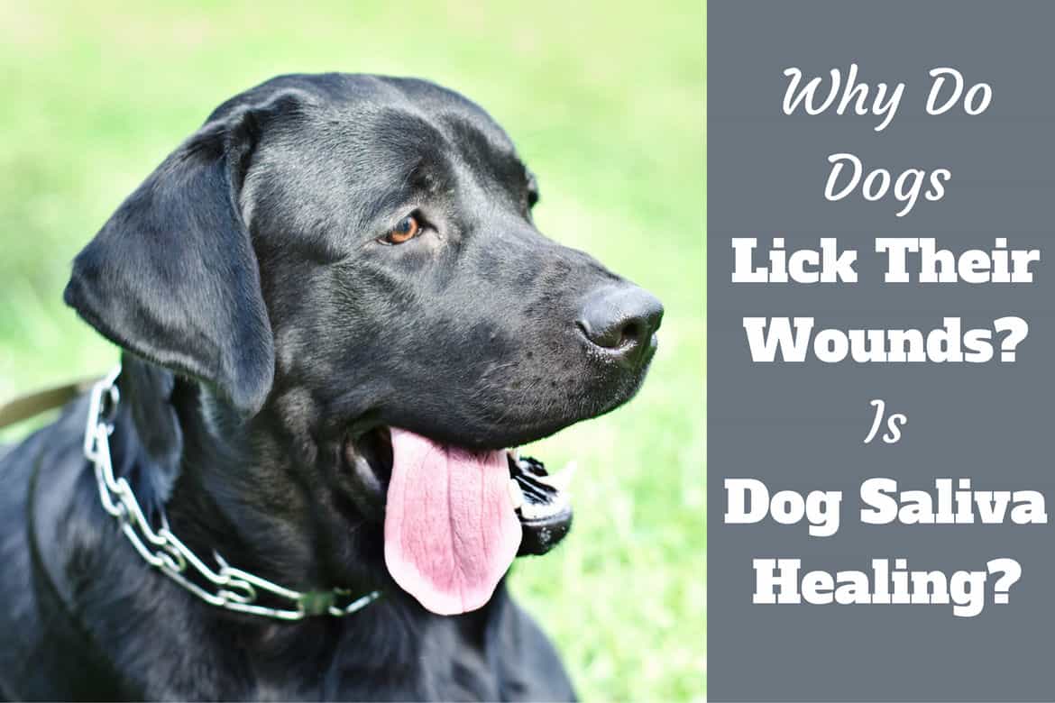 is it ok for a dog to lick your wound