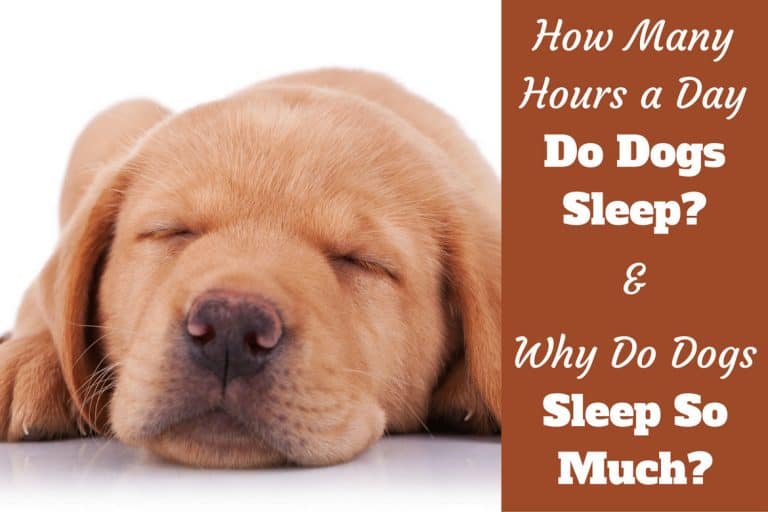 Why do Dogs Sleep So Much? How Many Hours a Day do Dogs Sleep?