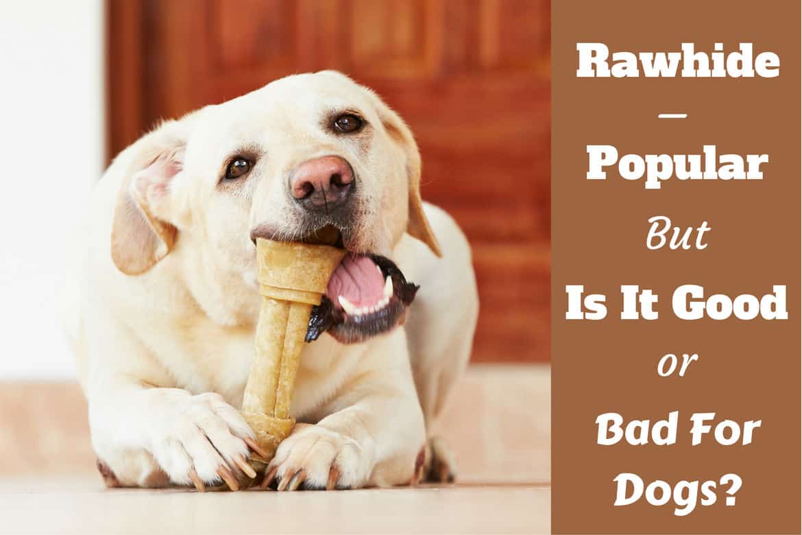 are rawhides bad for your dogs