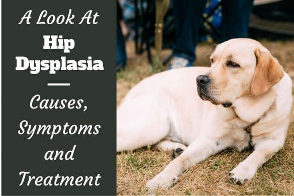 Displacement Dog Training Displacement Dog Training