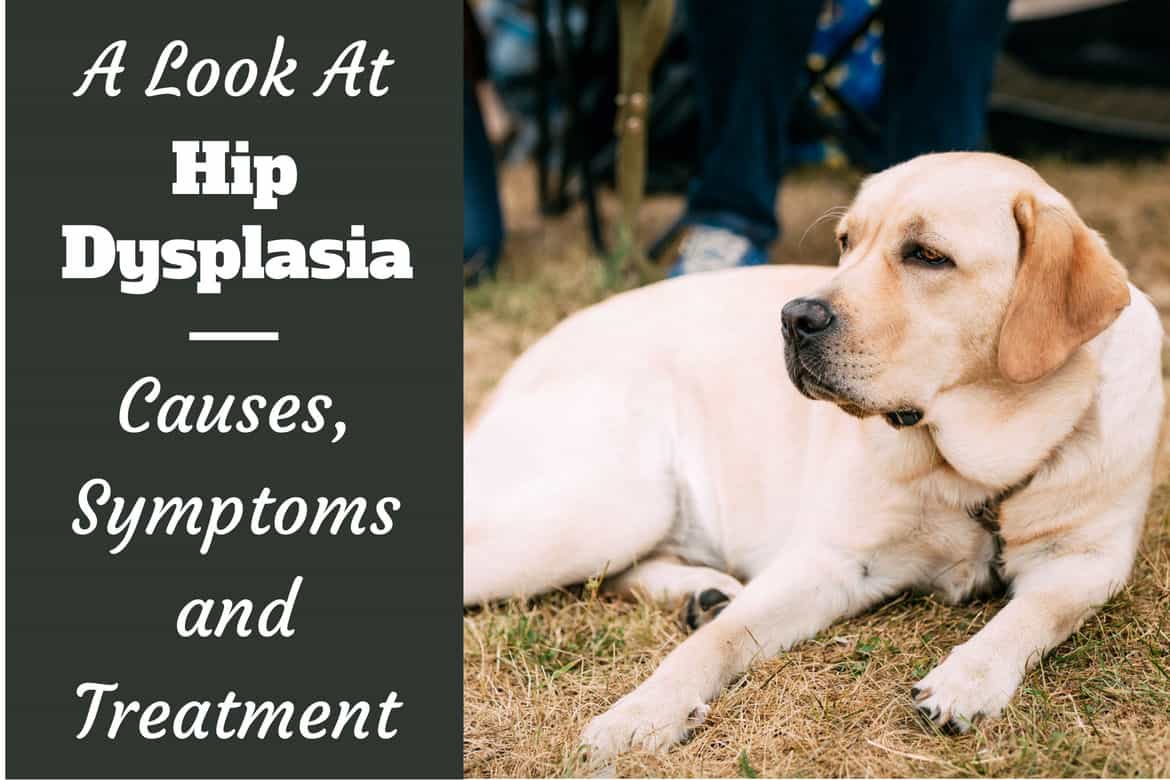 can dogs with hip dysplasia jump