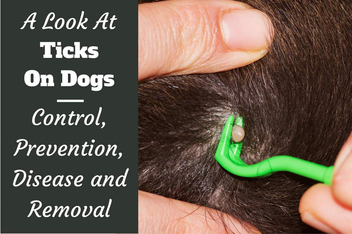 tick on a dog look like