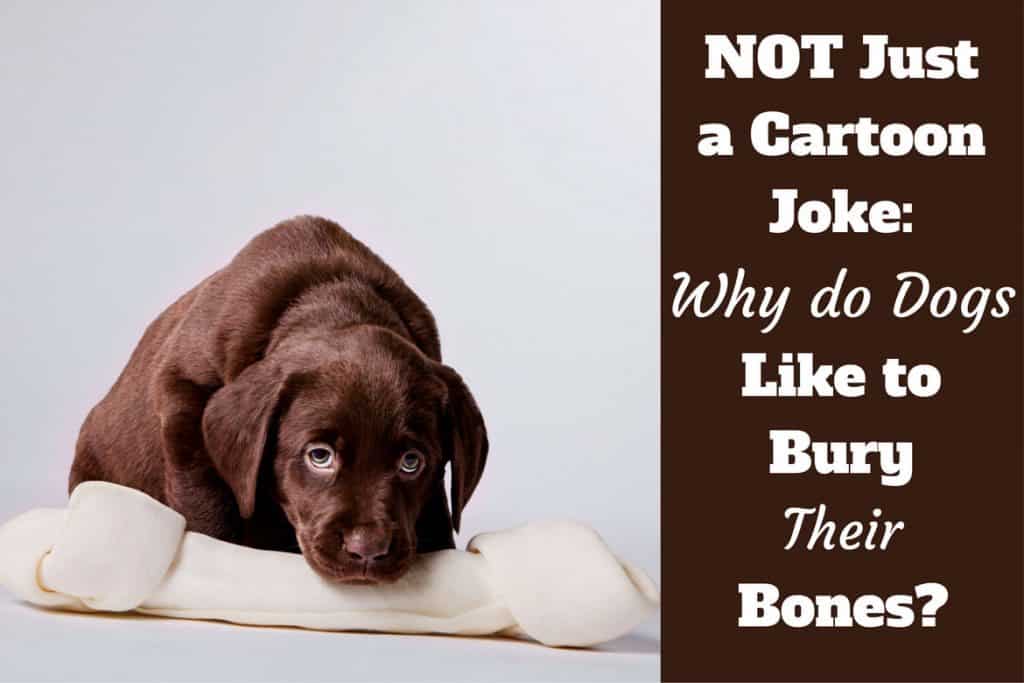 Why do Dogs Bury Bones