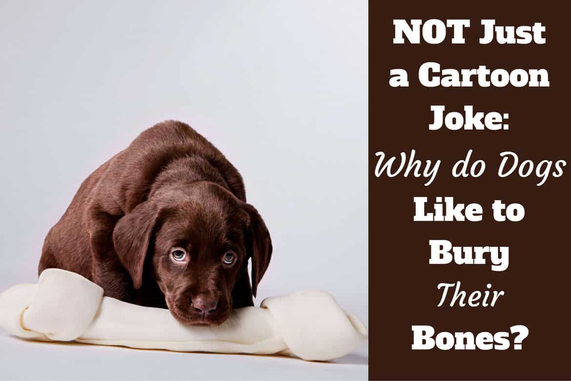 why does a dog bury a bone