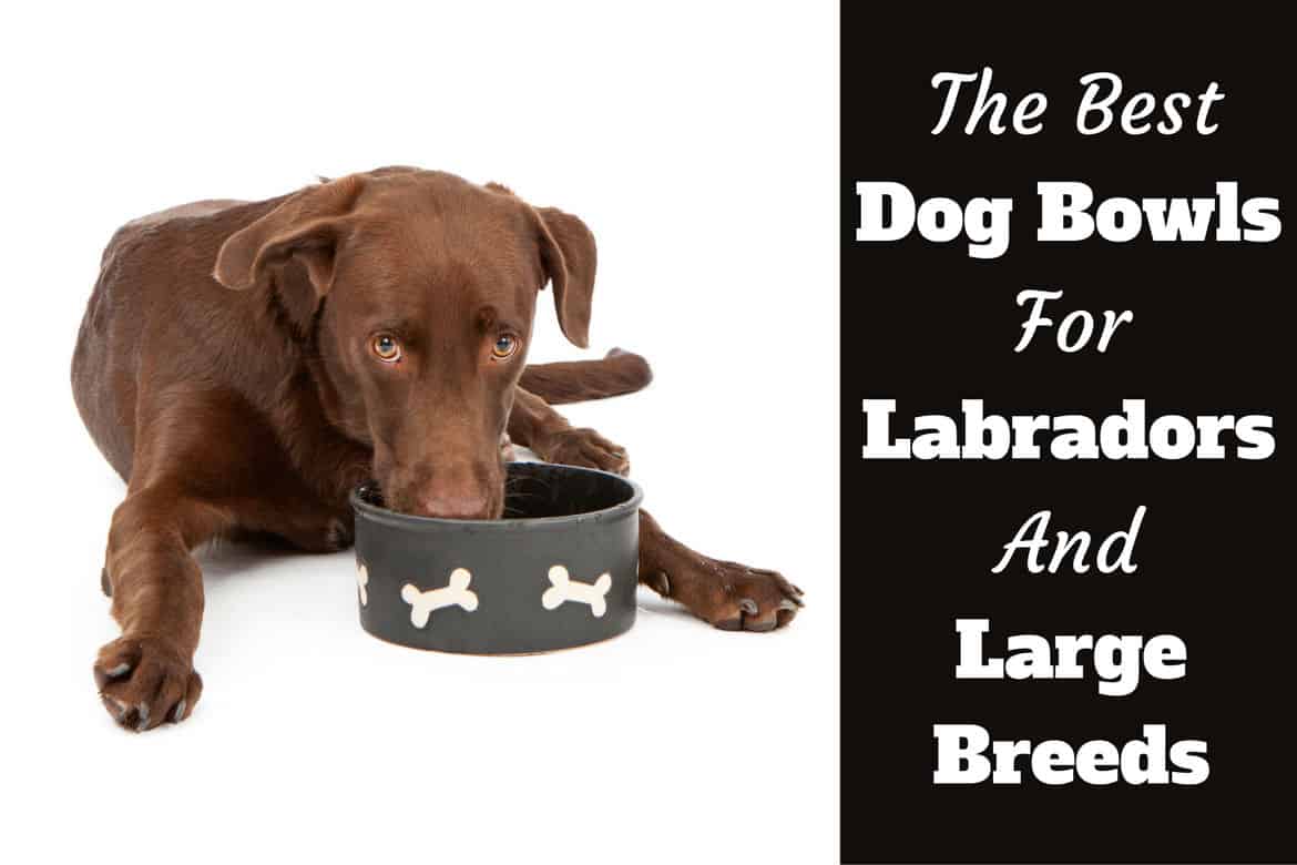 The 3 Best Plastic Dog Bowls (80+ Tested & Reviewed) - Dog Lab