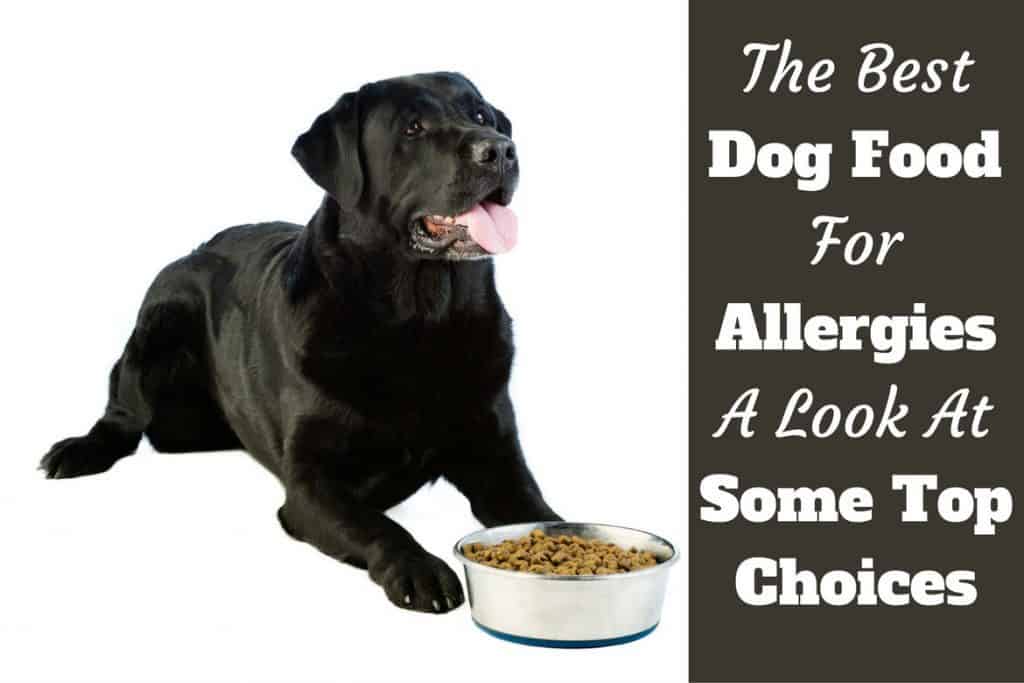 Best Hypoallergenic Dogs List of Food Puppy