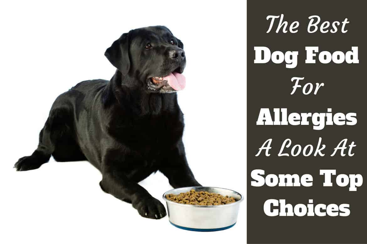 best protein for allergic dogs