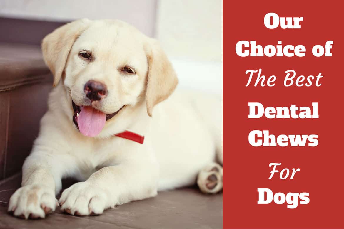 what is the best dental treat for dogs