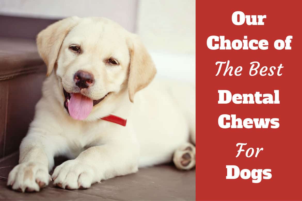 best dental chews for dogs