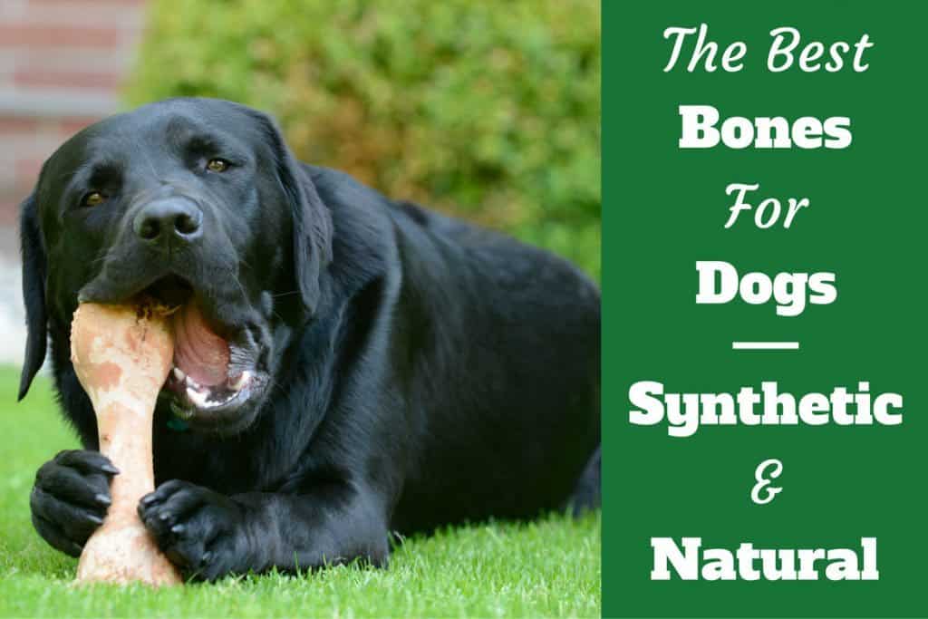 artificial bone for dogs