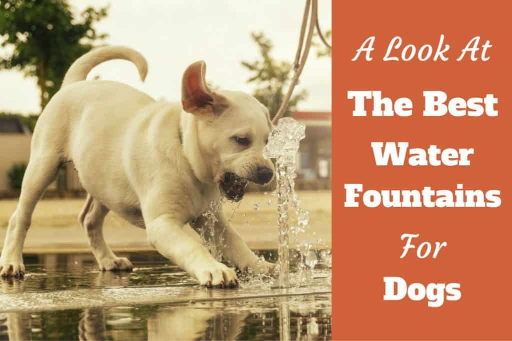 Best Pet Fountain for Dogs Review 6 Top Choices for 2017