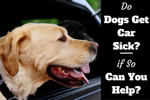 Do Dogs Get Sick After Vaccinations Do Dogs Get Sick After Vaccinations
