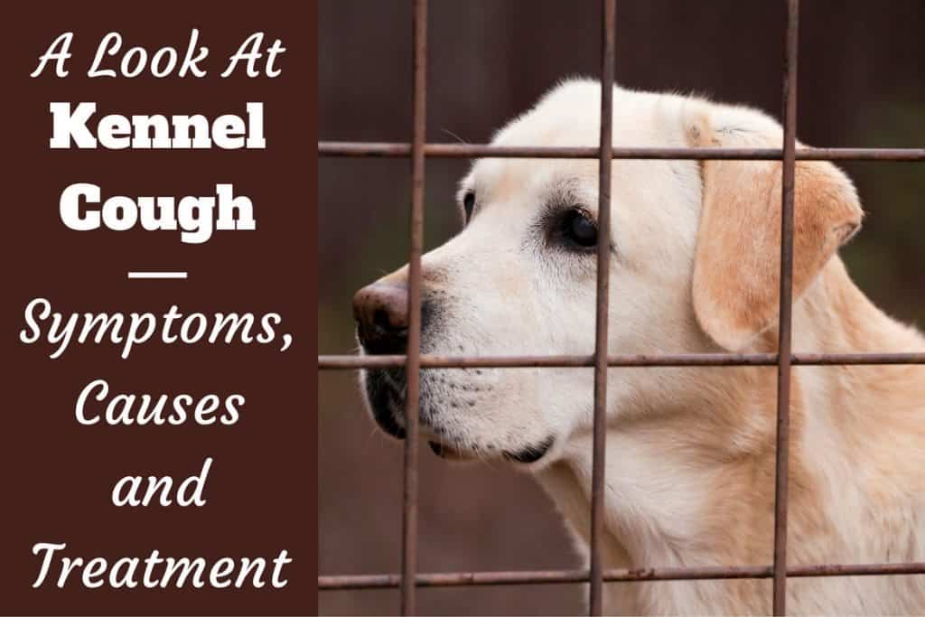 Kennel Cough in Dogs Symptoms, Causes and Treatment