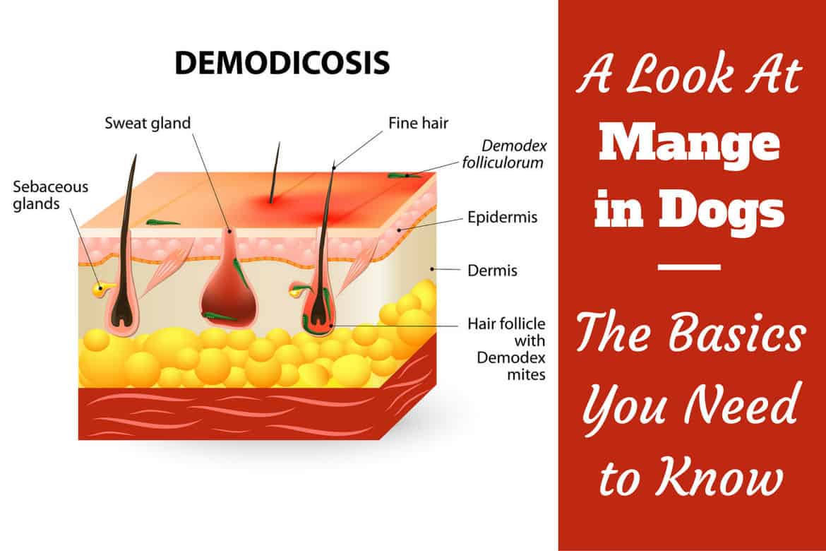 how to treat demodex mites in dogs