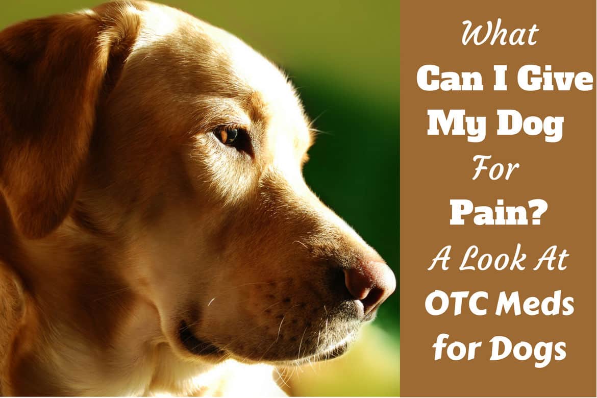 best over the counter pain reliever for dogs