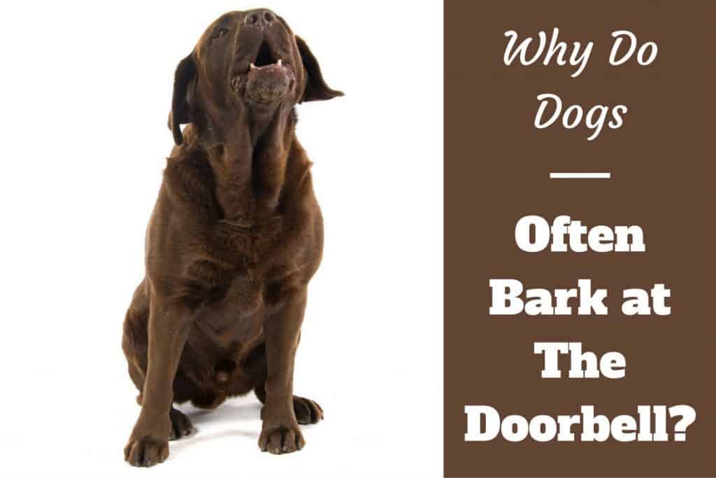 how to get dog to stop barking at doorbell