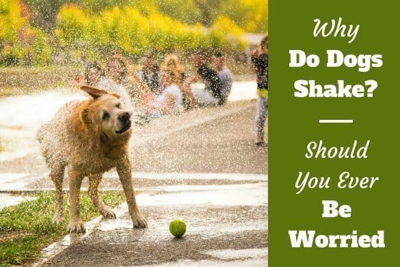 Why Do Dogs Shake And Shiver
