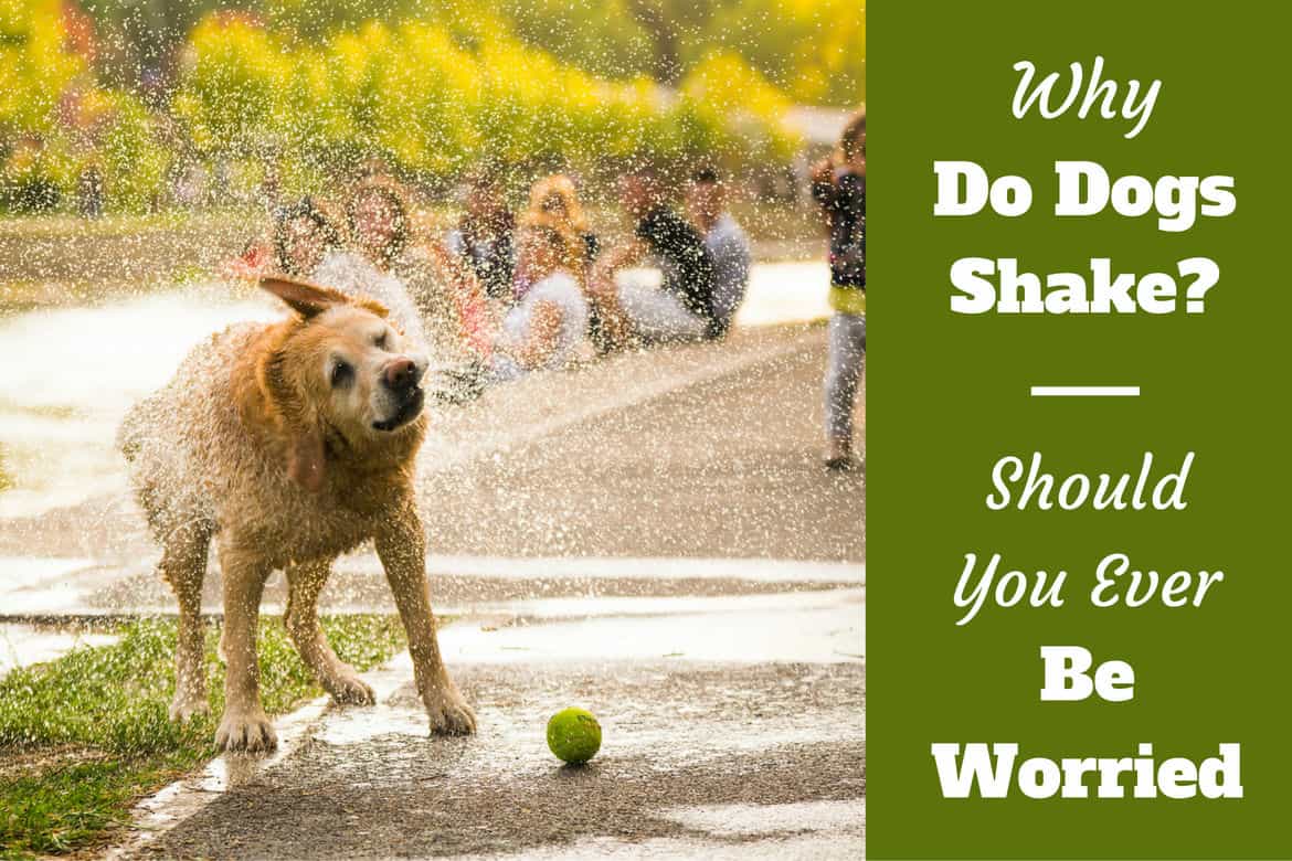 Whole lotta shakin goin on why do dogs shake 