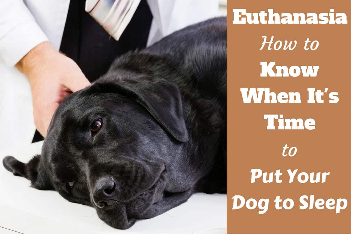 when to put an arthritic dog down