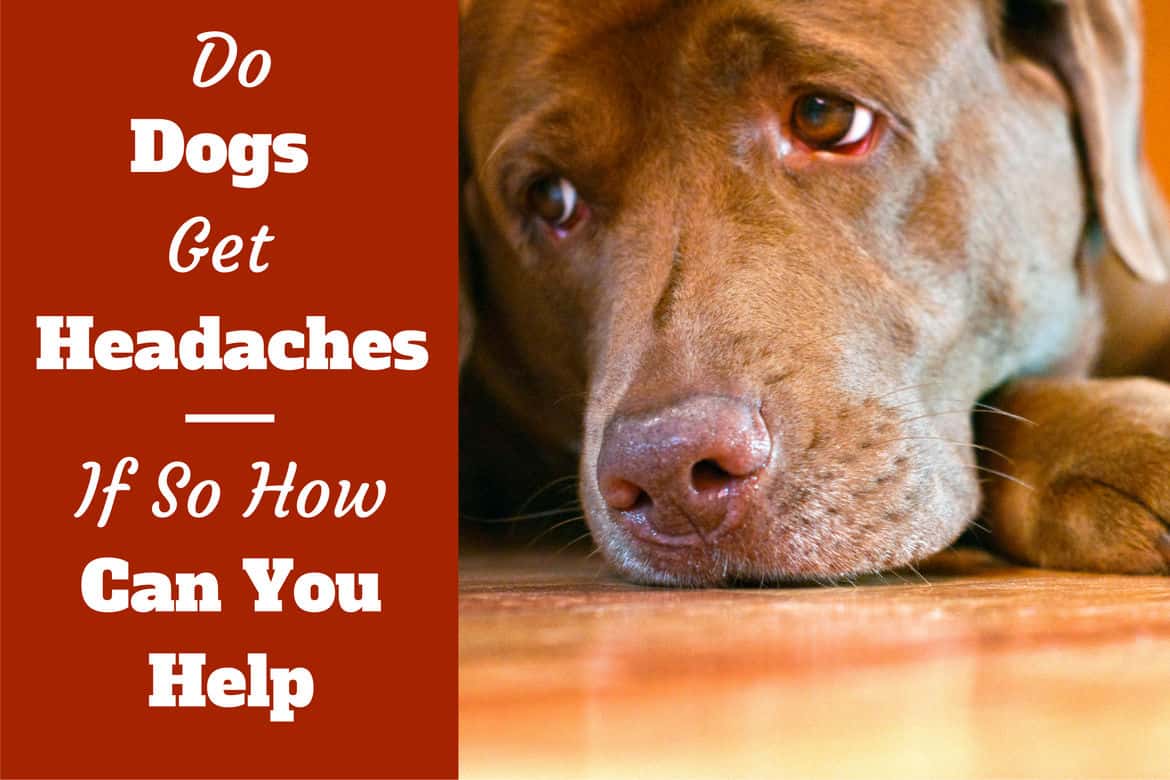 can service dogs sense migraines