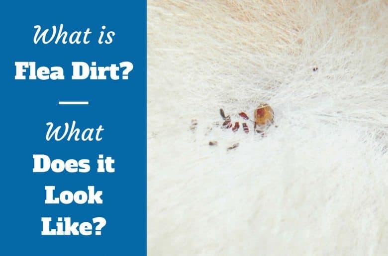 Why do Dogs Eat Dirt? Should I Be Worried and Try to Stop it?