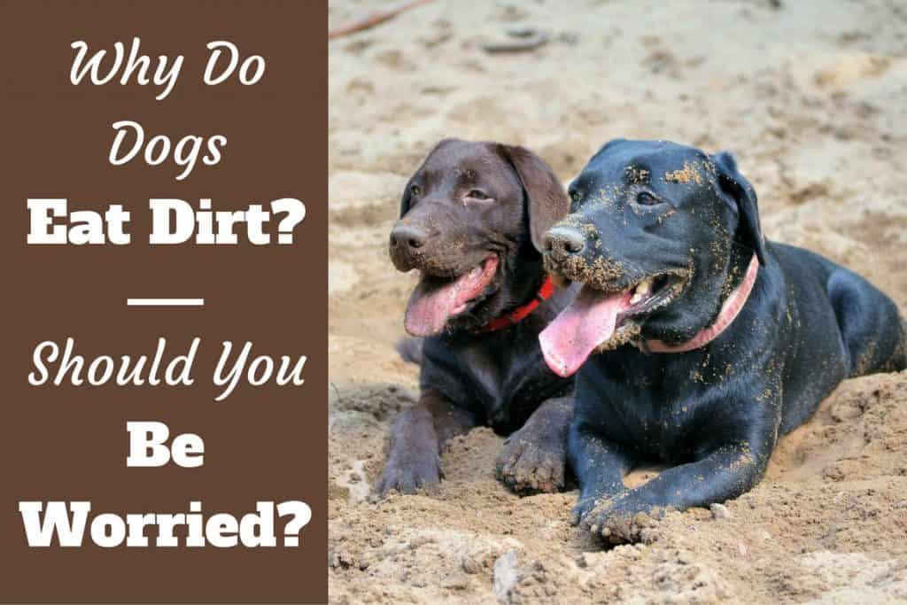 what is a dog lacking when it eats dirt