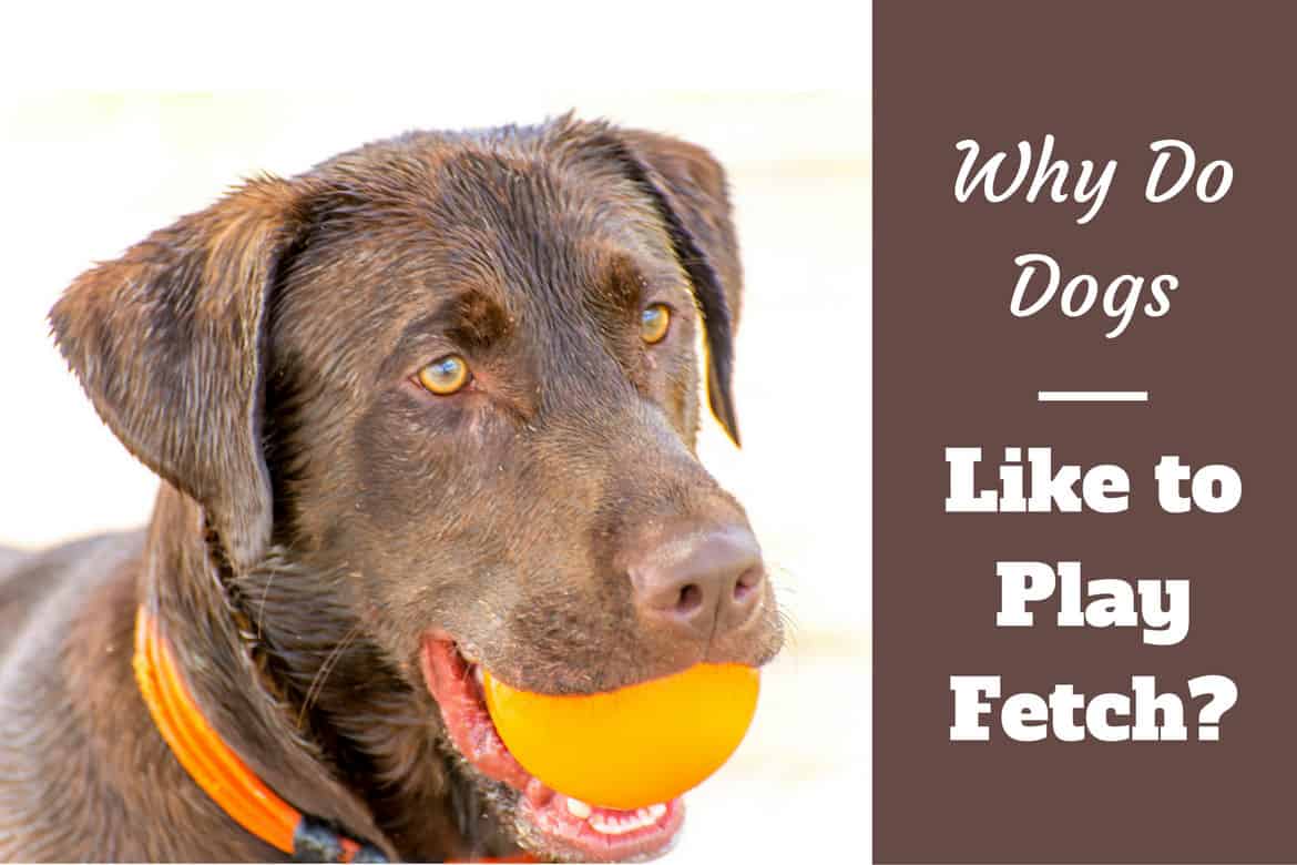 teaching your dog to play fetch