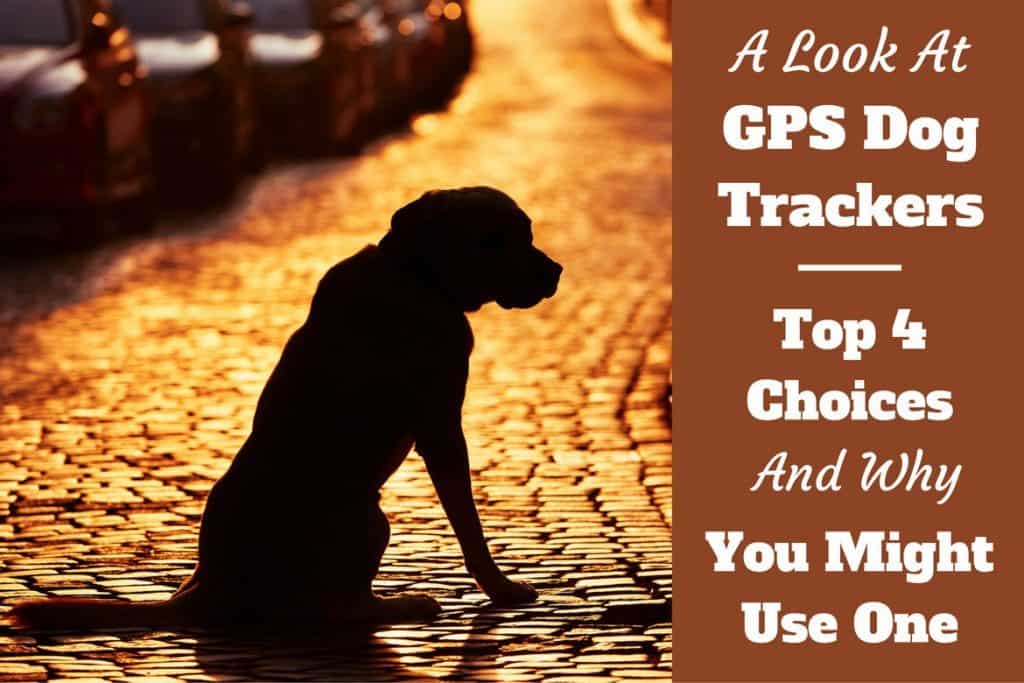 Best Dog GPS Trackers and Pet Locators 2017 Buying Guide & Reviews