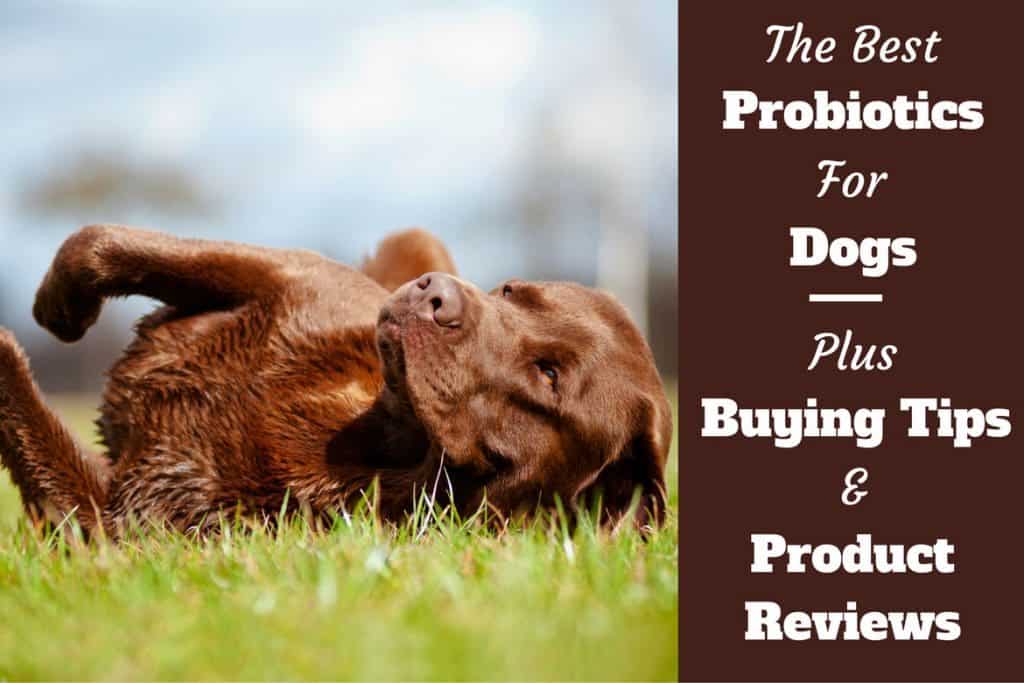 top rated probiotics for dogs