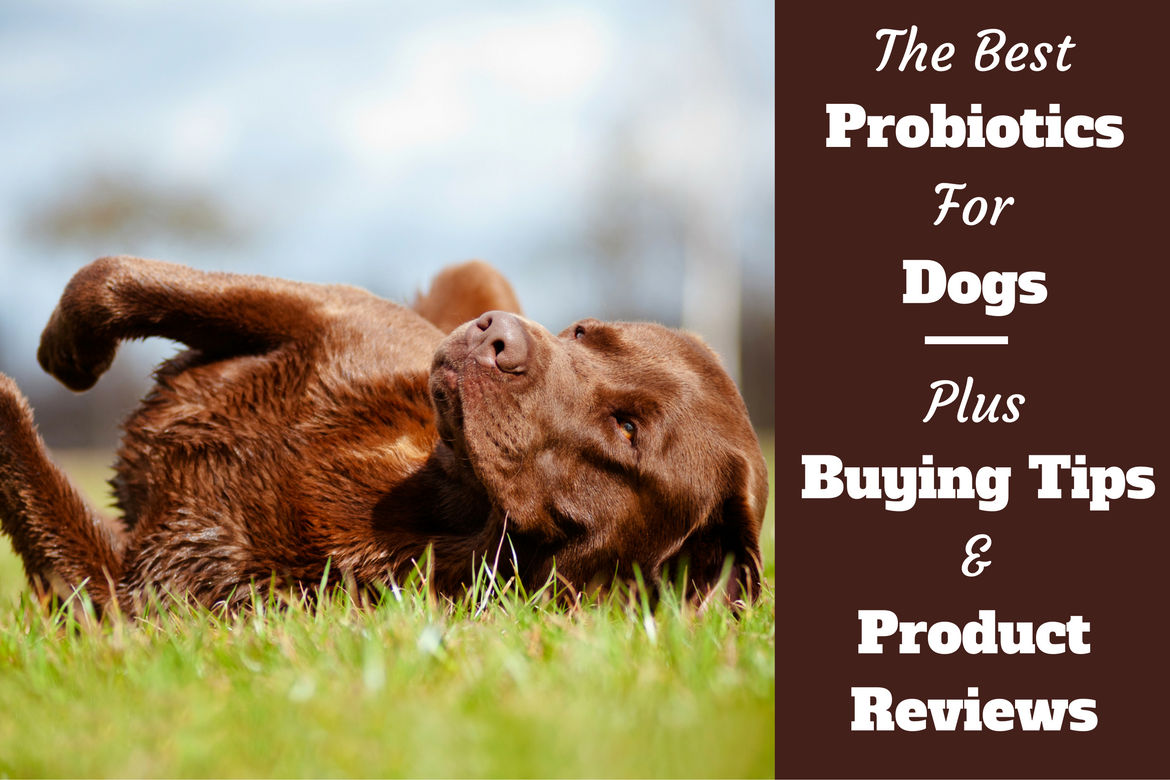 best probiotic for dogs best probiotics for dogs 5 top picks and reviews best probiotic for dogs best probiotics for dogs 5 top picks and reviews