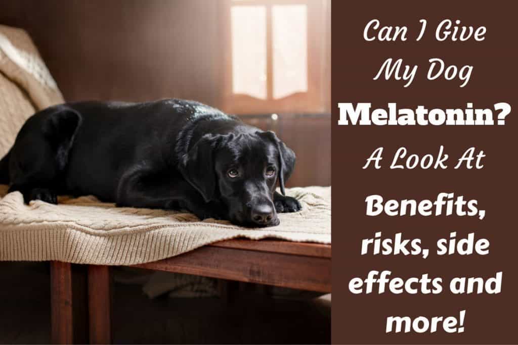 melatonin vs benadryl for dogs